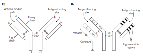 2269_Variable and constant regions.png